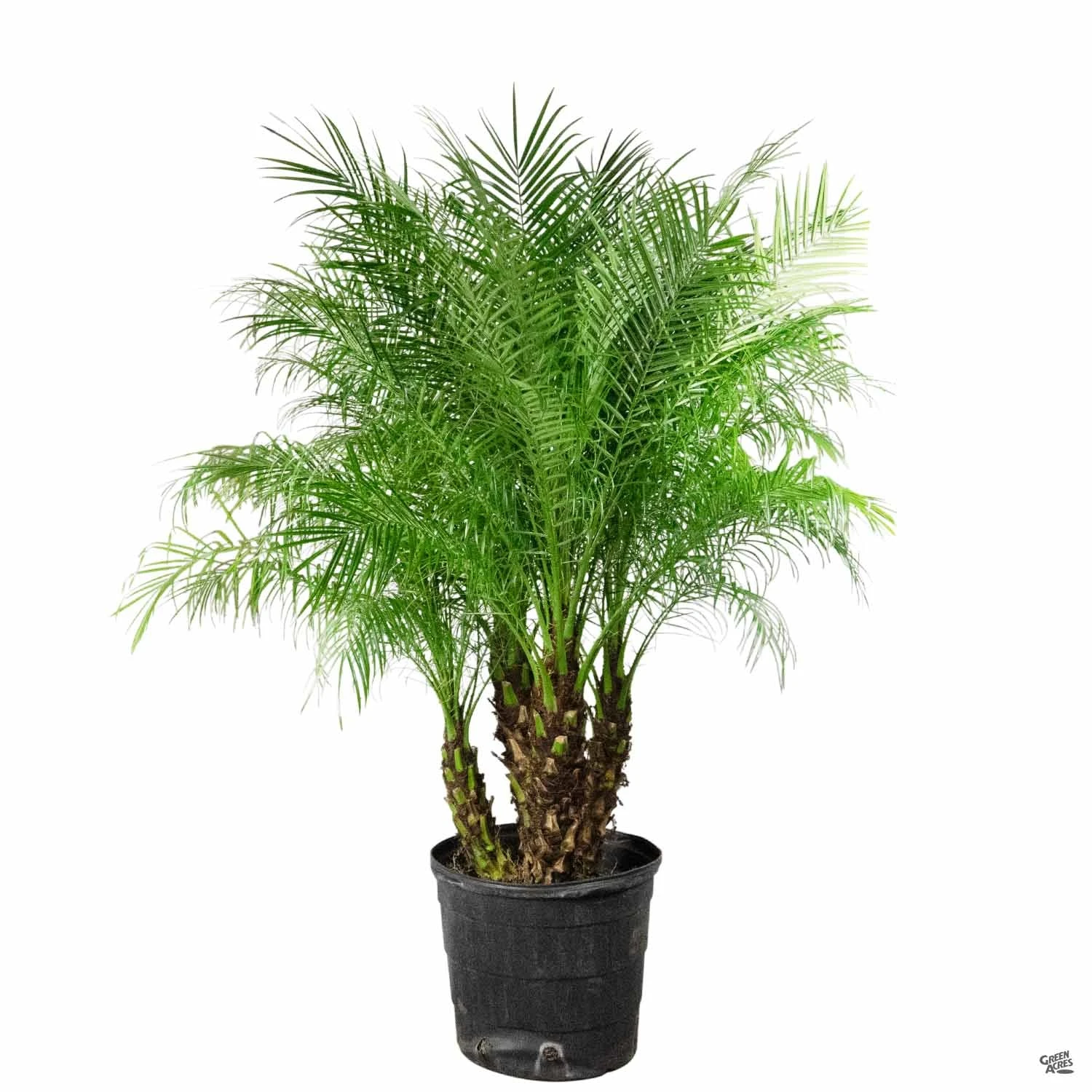 Pygmy Date Palm 6 Pygmy Date Palm - Image 6