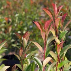 Red Tip Photinia Standard Trunk