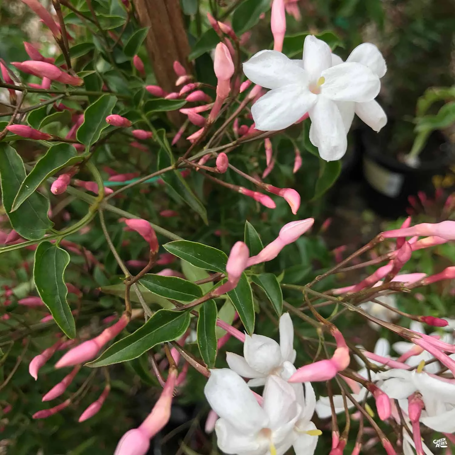 Pink Jasmine Stake 1 Pink Jasmine Stake