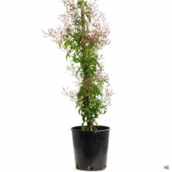 Pink Jasmine Stake 6 Pink Jasmine Stake -Fresh Tree Shop PinkJasmine Jasminum 1gal ceb60fc9 5a2c 4cc4 821f 48aec8671d8b