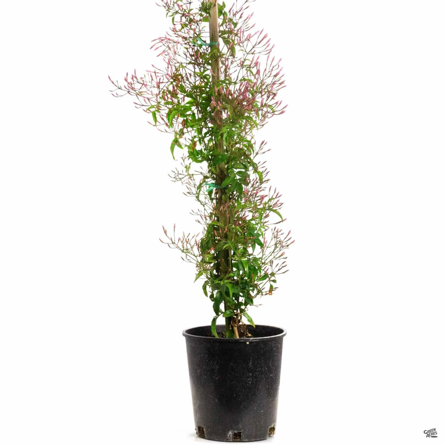 Pink Jasmine Stake 3 Pink Jasmine Stake - Image 3