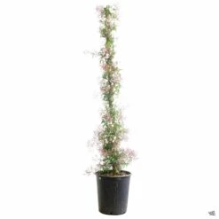 Pink Jasmine Stake 7 Pink Jasmine Stake -Fresh Tree Shop PinkJasmine Jasminum 5gal 26180c6e a8bf 4be5 bb7c e1393c3759a9