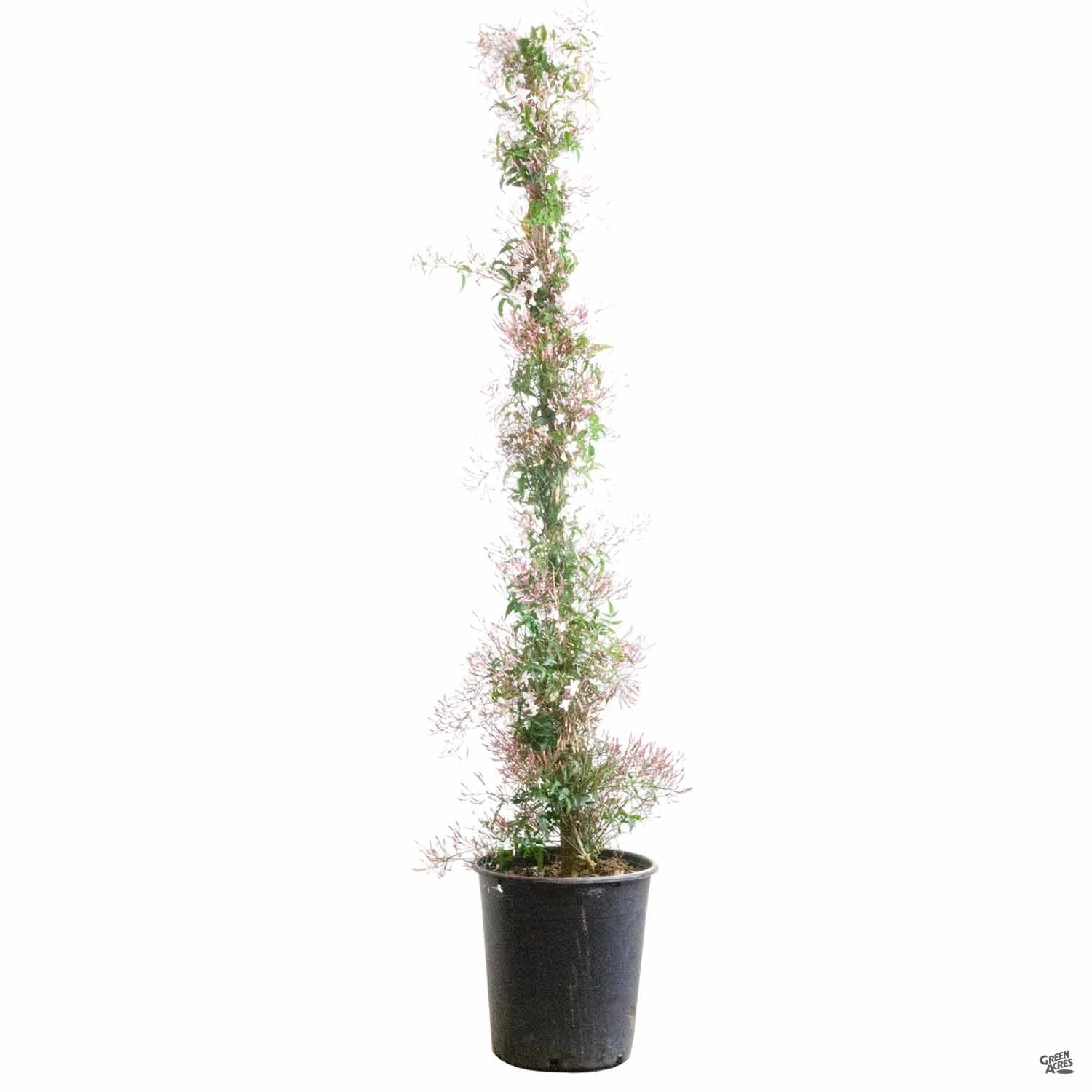 Pink Jasmine Stake 4 Pink Jasmine Stake - Image 4