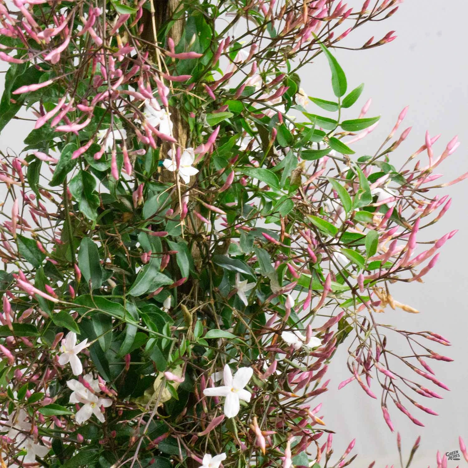 Pink Jasmine Stake 2 Pink Jasmine Stake - Image 2