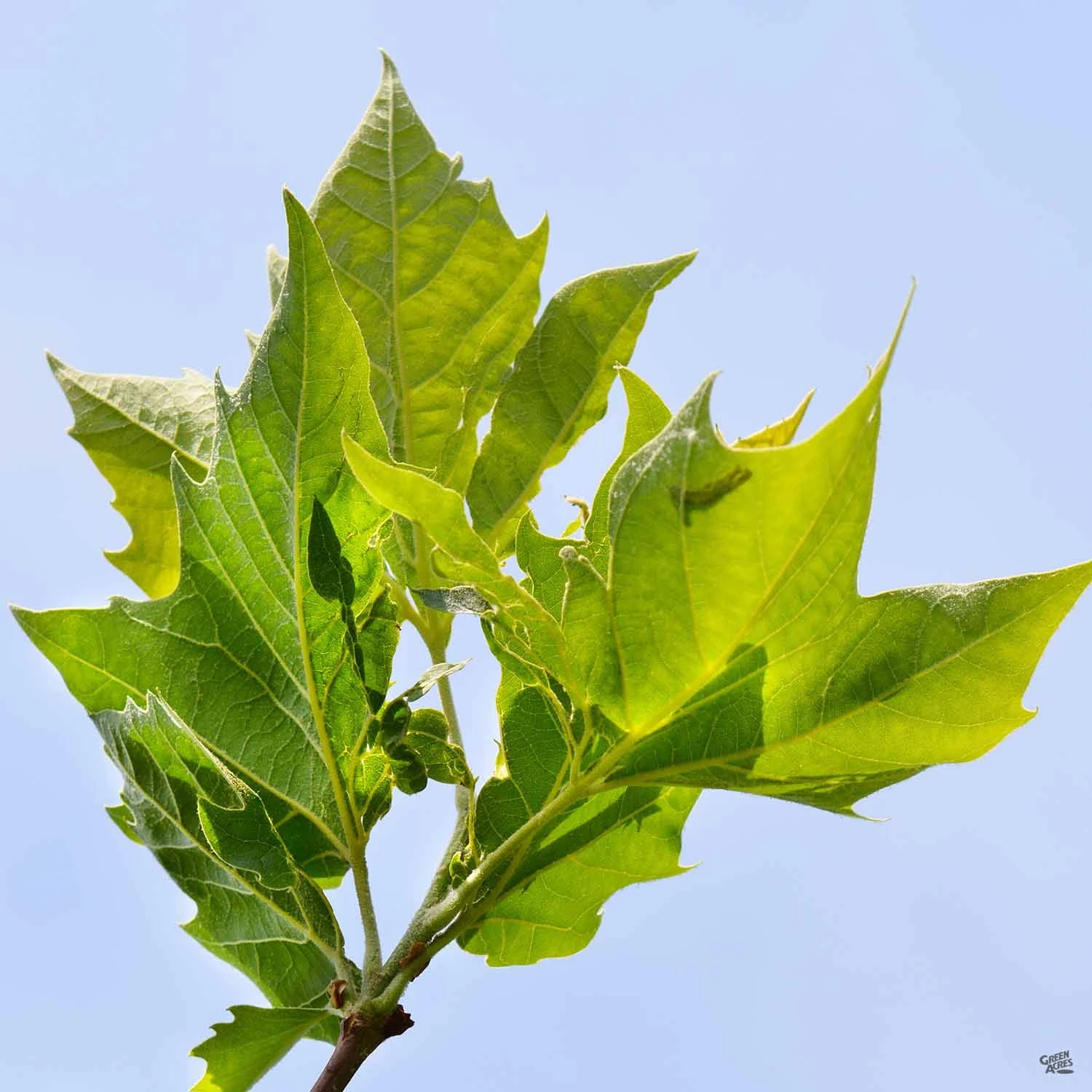 London Plane Tree 'Columbia' 2 London Plane Tree 'Columbia' - Image 2