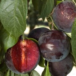 Plum 'Burgundy'