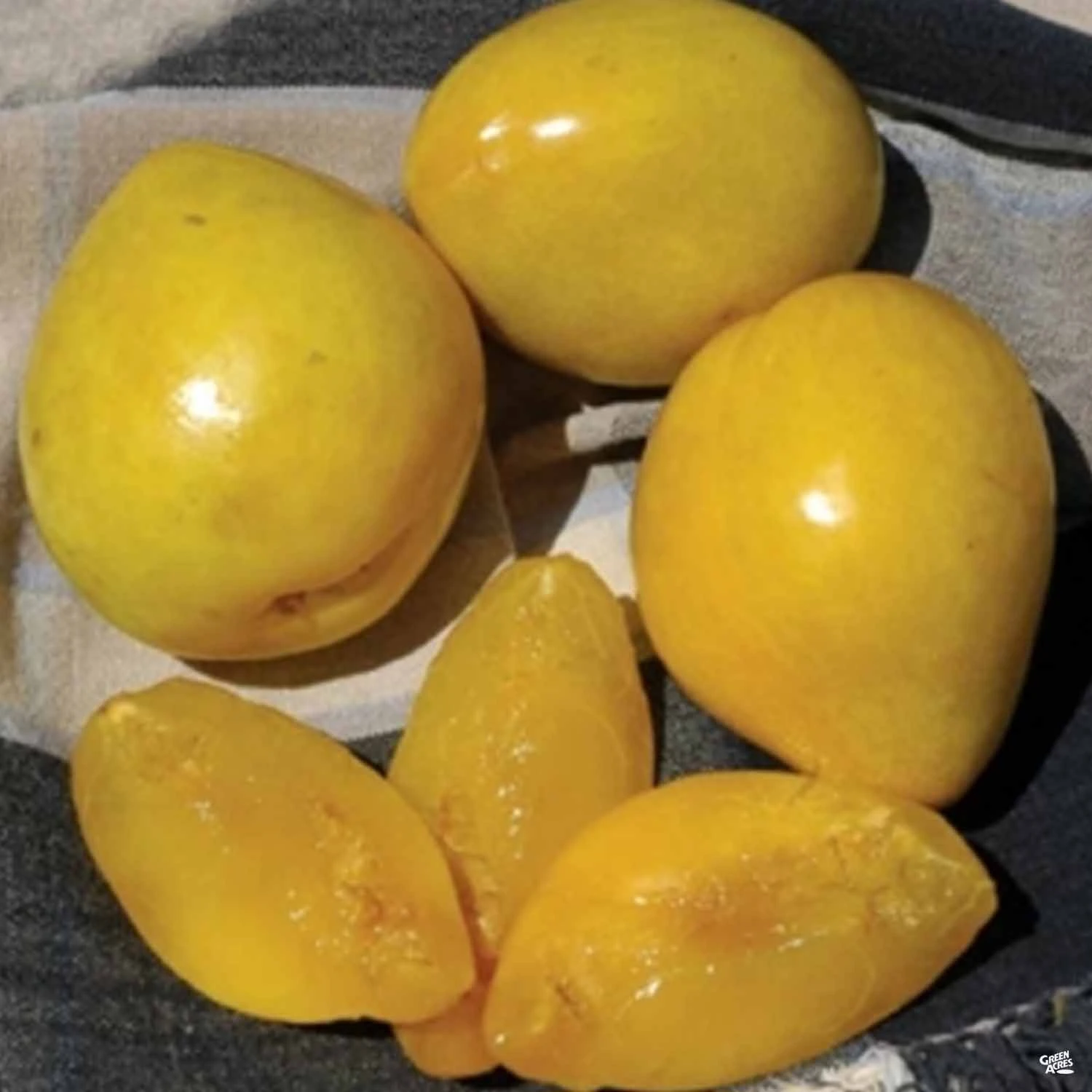 Plum 'Golden Nectar' 1 Plum 'Golden Nectar'