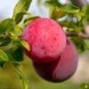 Plum 'Methley'