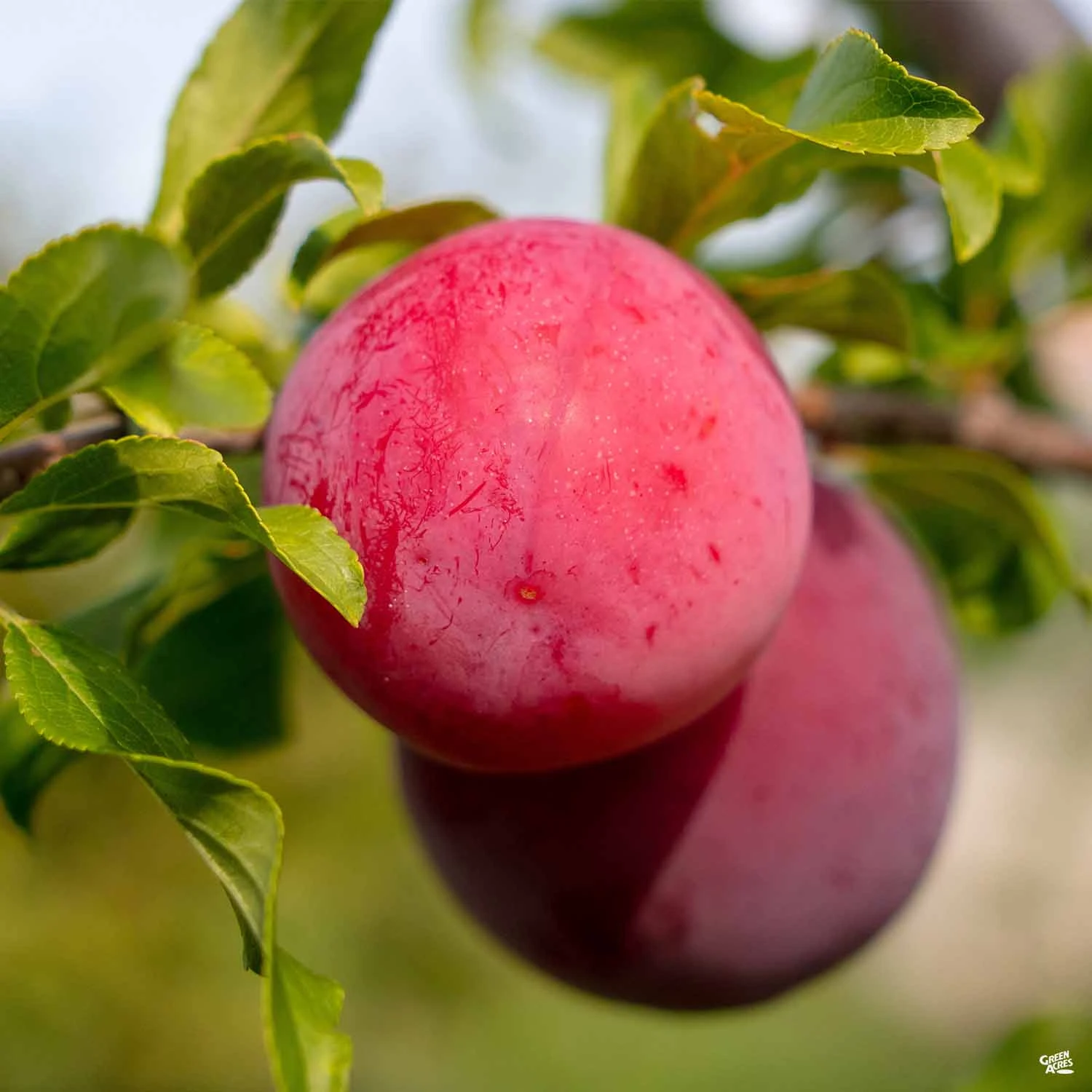 Plum 'Methley' 1 Plum 'Methley'