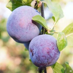 Plum 'Morris'