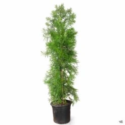 Fern Pine Column -Fresh Tree Shop Podocarpus Gracilior FernPine 15gal 43d09dd8 6368 435f 95a6 558f49e375a0