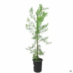 Fern Pine Column -Fresh Tree Shop Podocarpus Gracilior FernPine 5gal 80c7e919 ed41 4cad b942 36486cc59808
