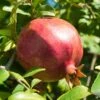 Pomegranate ‘Texas Pink’