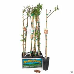 Almond 'All In One'4" Sleeve