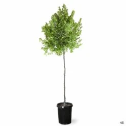 Dwarf Carolina Cherry Laurel Standard Trunk -Fresh Tree Shop Prunus DwarfCarolinaCherryLaurel 15galStd 58a08709 9efd 4b68 926b 7ae3cebd72e5