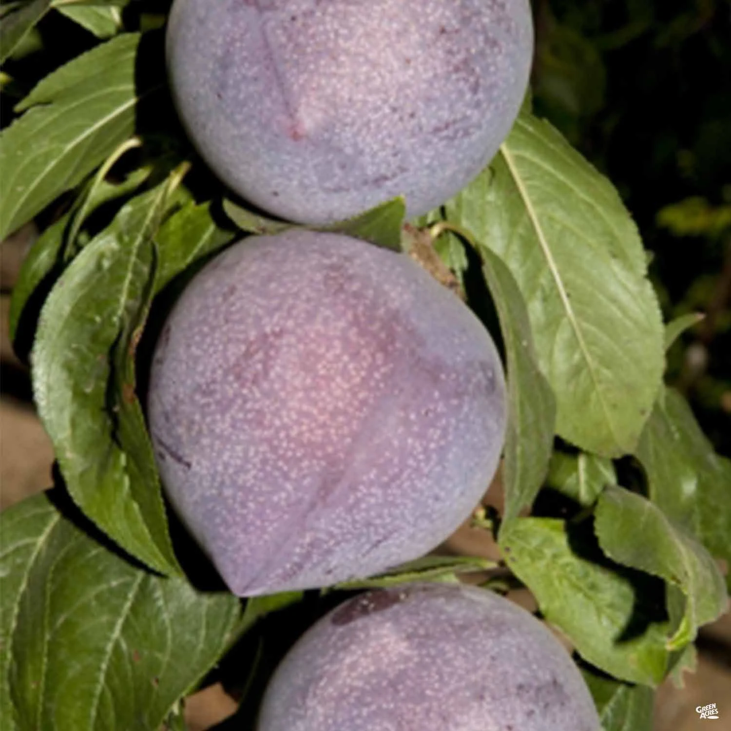 Candy Heart Pluerry™ Interspecific Plum 1 Candy Heart Pluerry™ Interspecific Plum