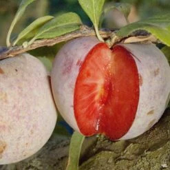 Dapple Dandy Pluot® Interspecific Plum