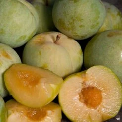 Emerald Drop PluotĀ® Interspecific Plum