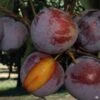 Flavor King Pluot® Interspecific Plum