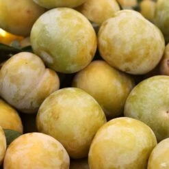 Flavor Queen Pluot® Interspecific Plum