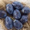 Prune 'French Improved'