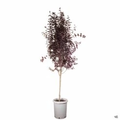Flowering Plum 'Purple Pony' -Fresh Tree Shop Prunus PurplePony 15gal b1a8bb3c 838f 4d83 ac14 a5461649062d