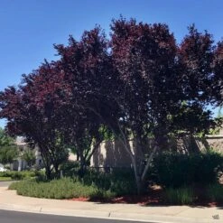 Flowering Plum 'Purple Pony' -Fresh Tree Shop Prunus PurplePony NeighborhoodLandscaping