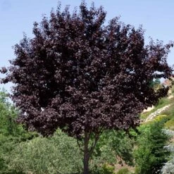 Flowering Plum 'Purple Pony' -Fresh Tree Shop Prunus PurplePony Tree