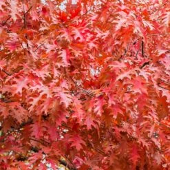 Red Oak -Fresh Tree Shop Quercus Oak RedOak2