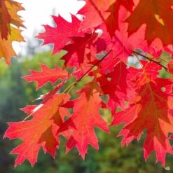 Red Oak -Fresh Tree Shop Quercus Oak RedOak4