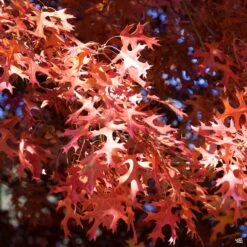 Red Oak -Fresh Tree Shop Quercus Oak RedOak5