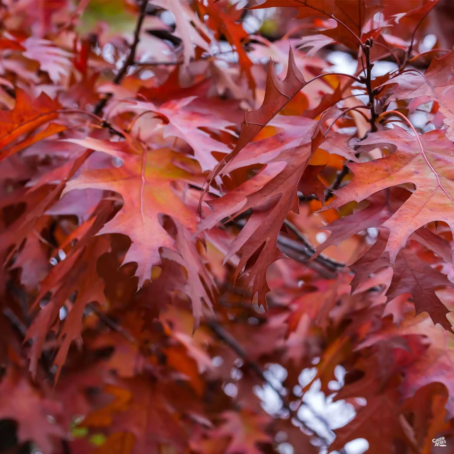 Shumard Oak 1 Shumard Oak