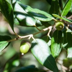 Southern Live Oak -Fresh Tree Shop Quercus Oak SouthernOak Acorn