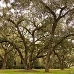 Southern Live Oak