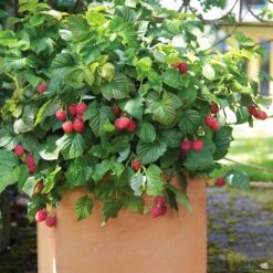 Raspberry Shortcake® Raspberry