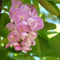 Locust 'Purple Robe'