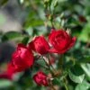 Cherry Frost® Climbing Rose