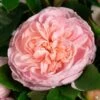 Colette™ Climbing Rose