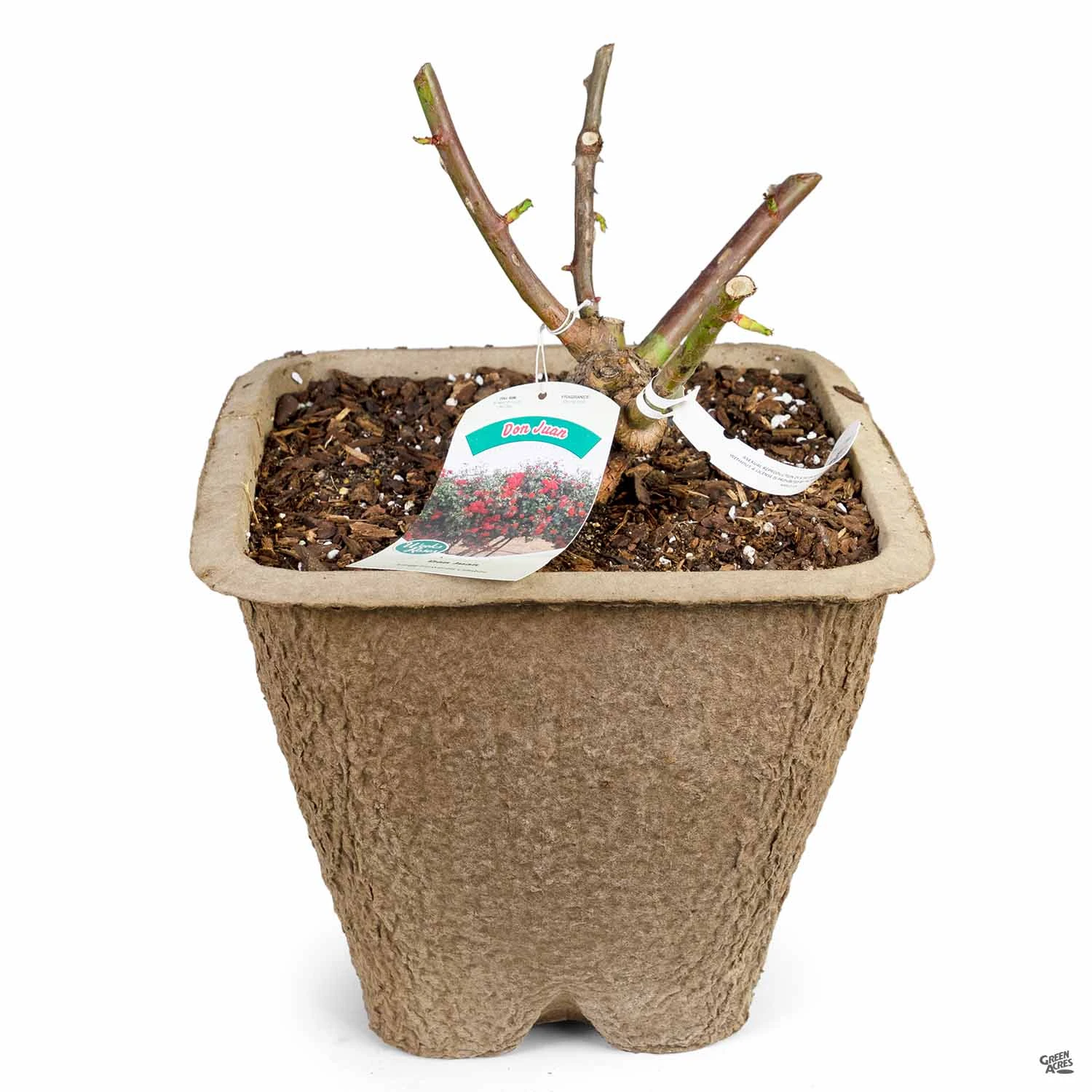 Climbing Rose 'Don Juan' 2 Climbing Rose 'Don Juan' - Image 2