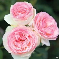 Eden® Climbing Rose