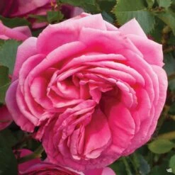 Pretty In Pink Eden® Climbing Rose