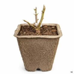 Pretty In Pink Eden® Climbing Rose -Fresh Tree Shop Rosa Climbing PrettyInPinkEden 11inFiberPot 07d24164 4537 4c08 ba28 c9be039c8572