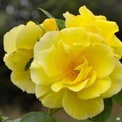 Climbing Rose 'Smiley Face'