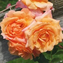 Tangerine Skies™ Climbing Rose