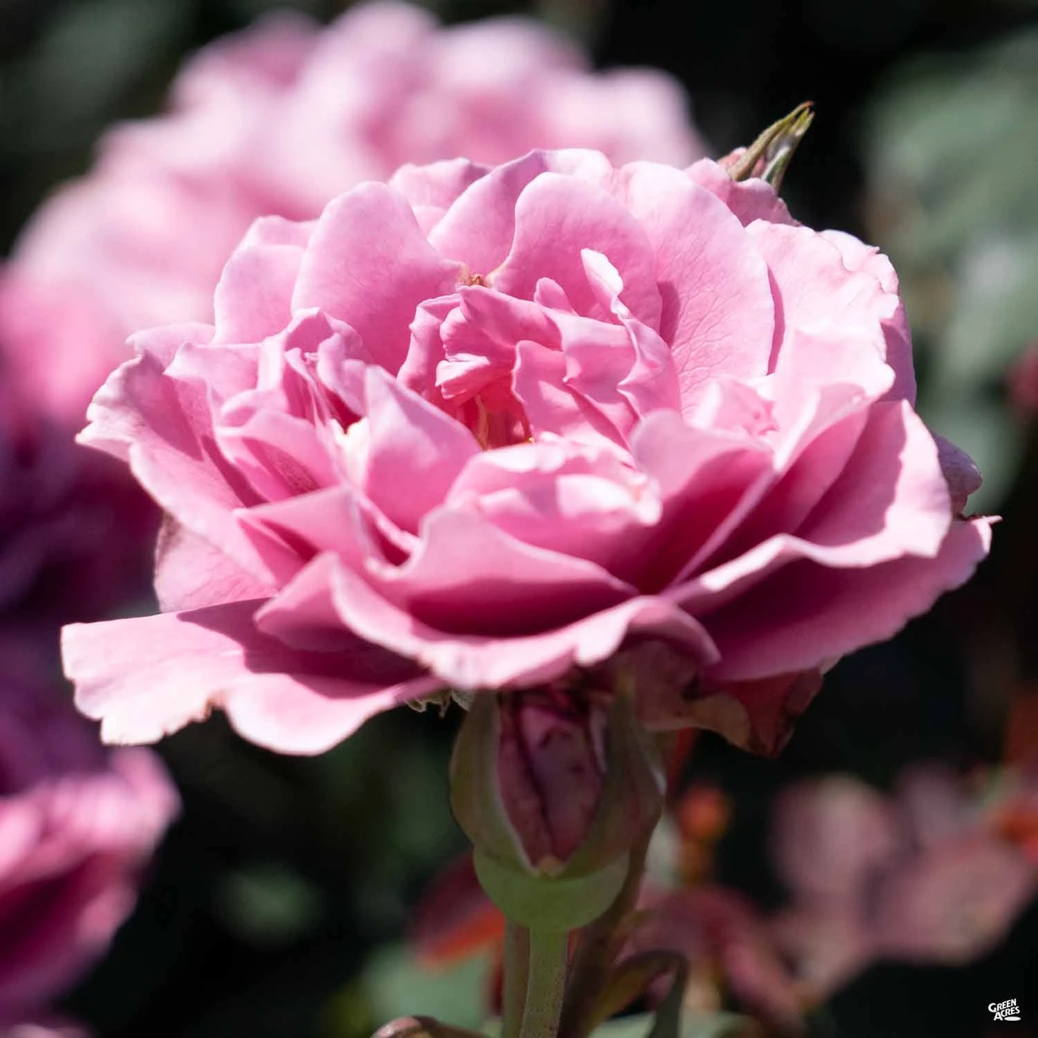 Rose 'Angel Face' 3 Rose 'Angel Face' - Image 3