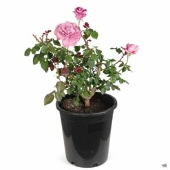 Rose 'Angel Face' 10 Rose 'Angel Face' -Fresh Tree Shop Rosa Floribunda AngelFace 5gal 897c89c0 81ae 4d2f a3a6 428090707a7f