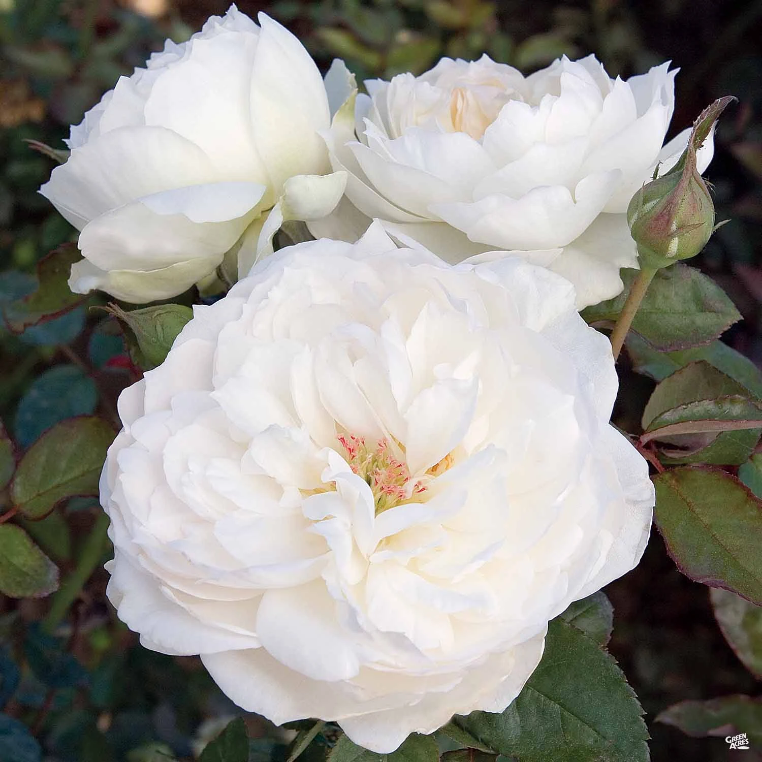 Bolero™ Rose 2 Bolero™ Rose - Image 2