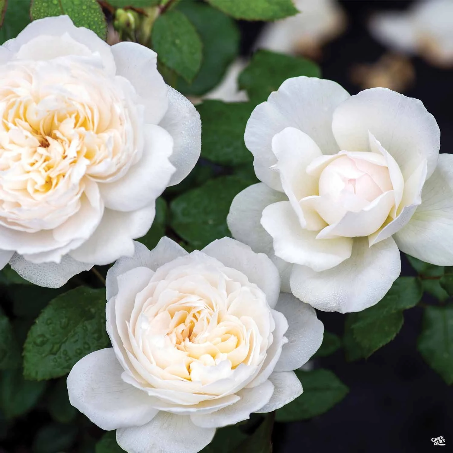 Bolero™ Rose 4 Bolero™ Rose - Image 4