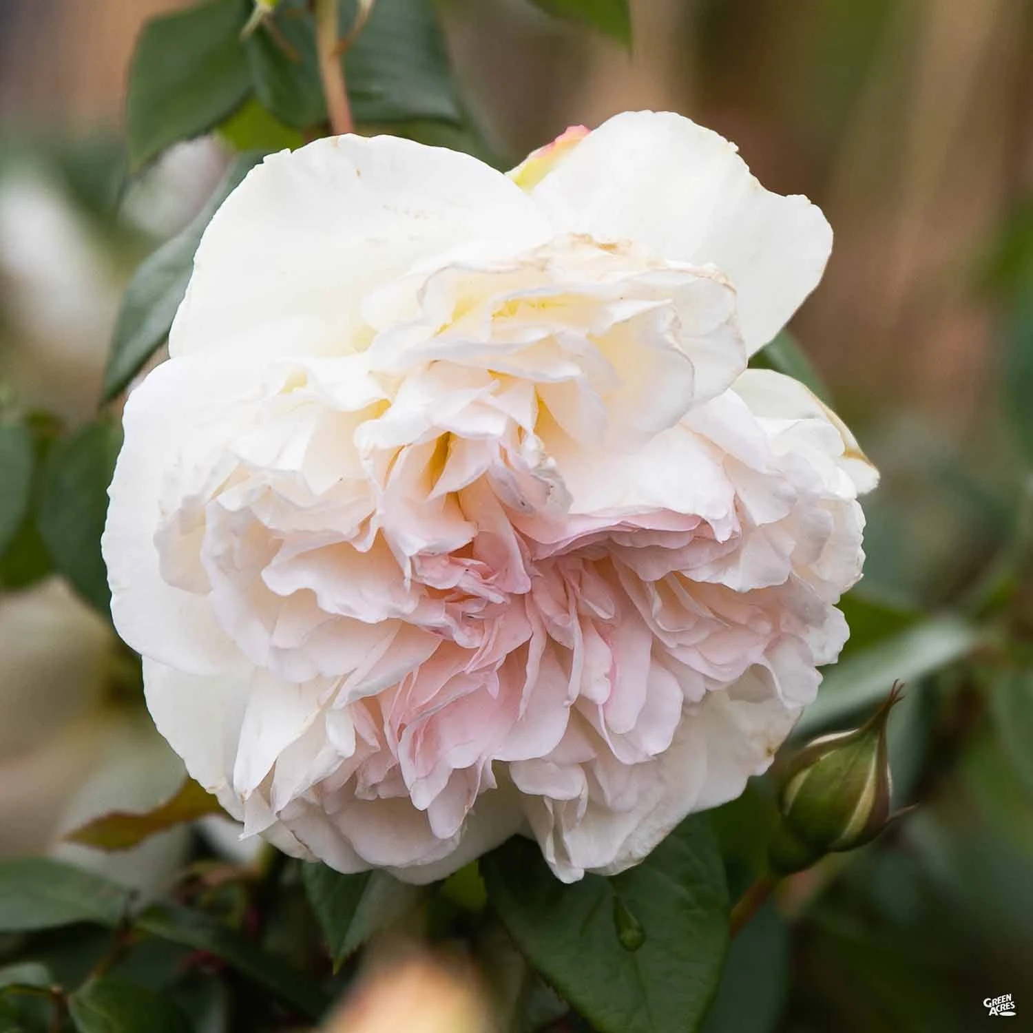 Bolero™ Rose 1 Bolero™ Rose