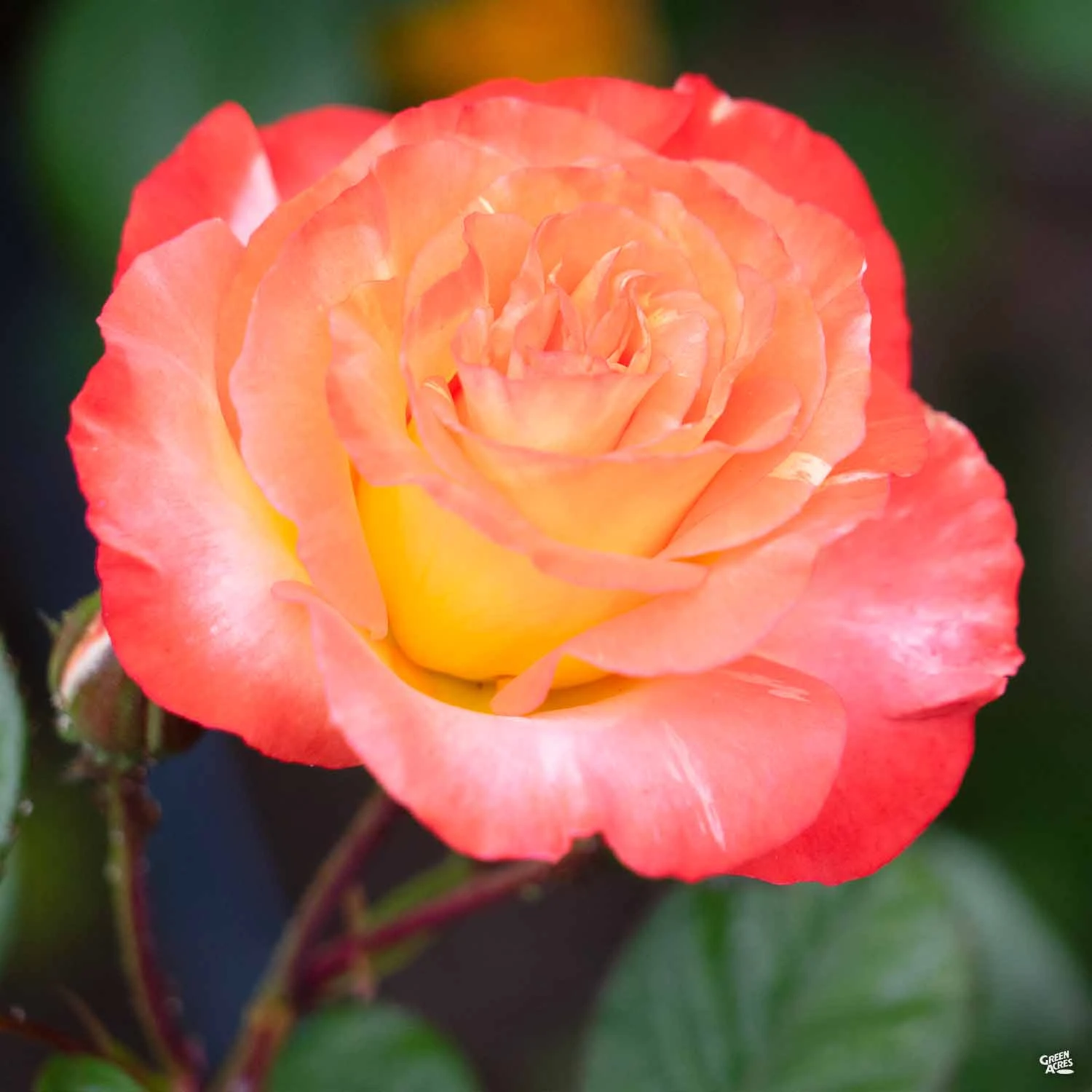 Chihuly® Rose 2 Chihuly® Rose - Image 2